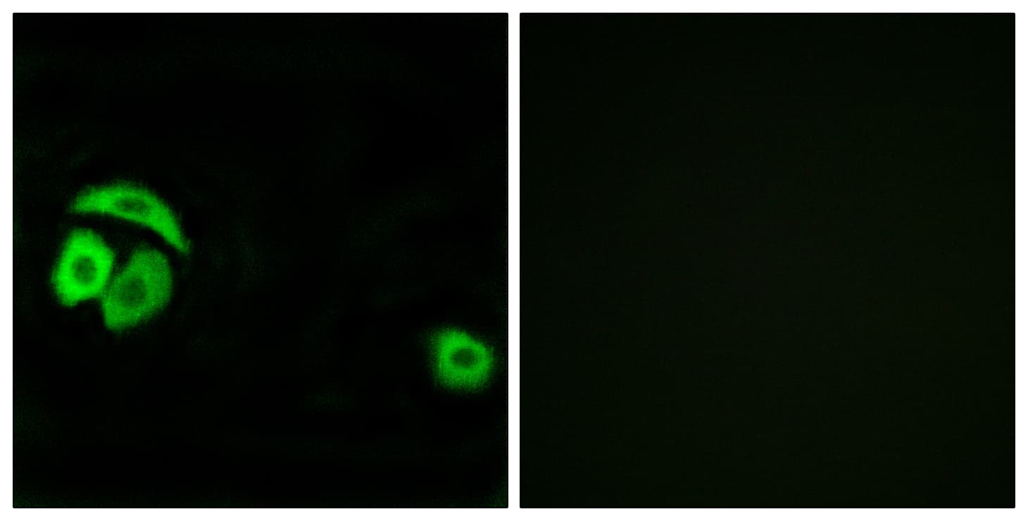 RPL27A Antibody (aa99-148)