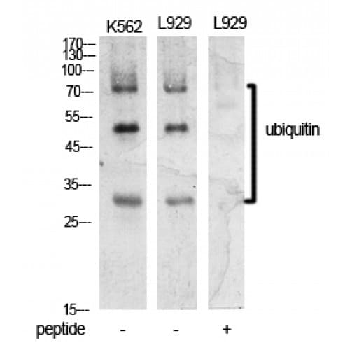 Ubiquitin Antibody (N-Terminal)