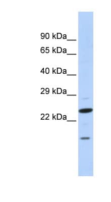 INSIG2 Antibody (N-Terminus)