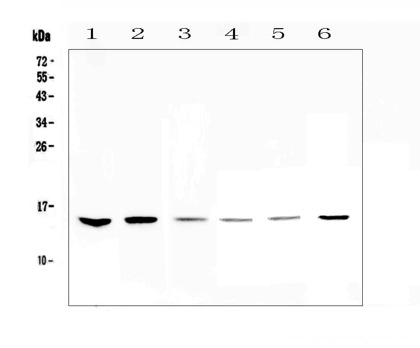 WFDC2 / HE4 Antibody