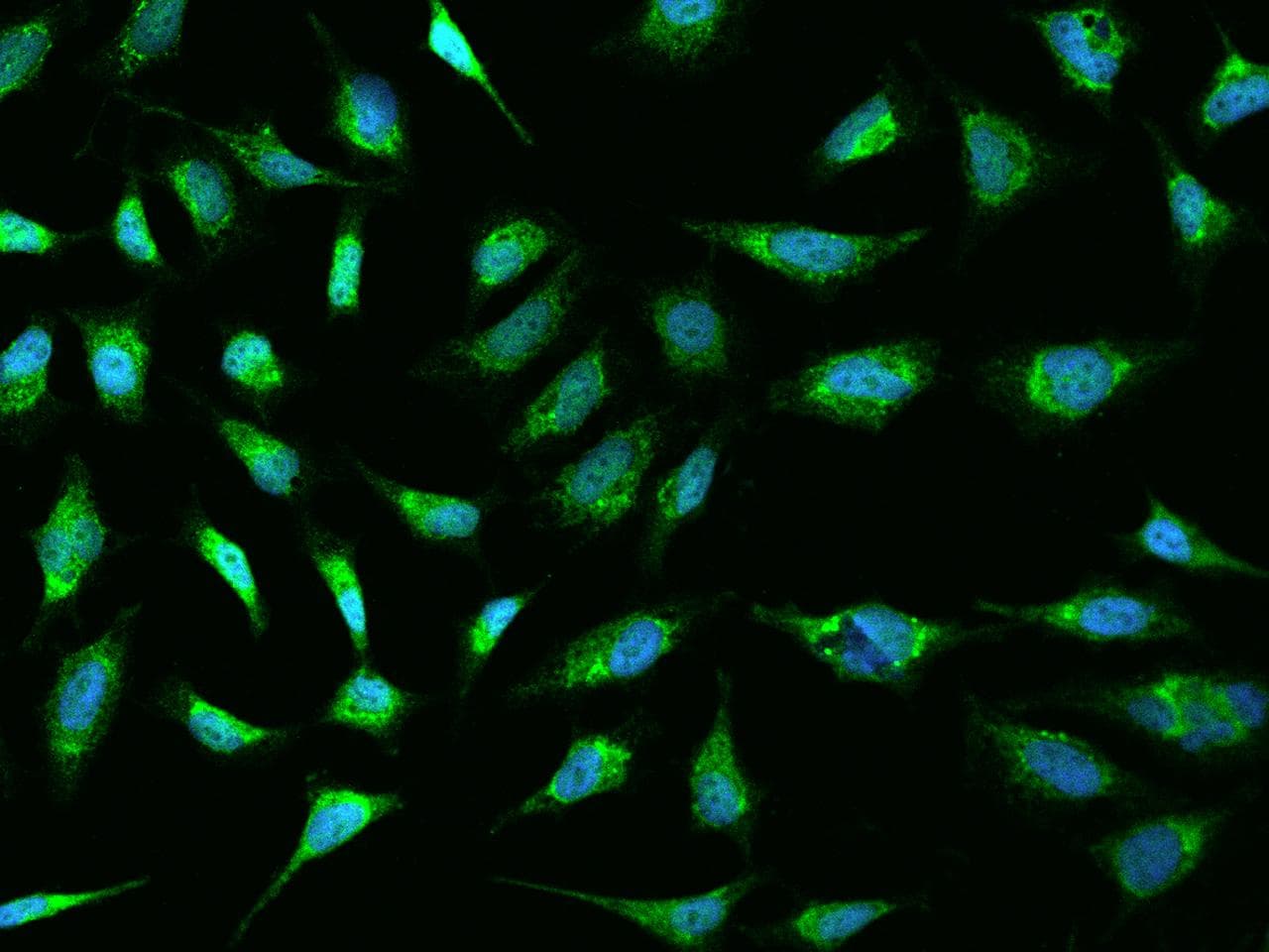Polyclonal Rabbit anti-Human SLC3A1 / ATR1 Antibody (IF)