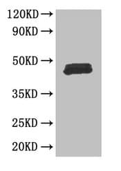 Polyclonal Rabbit anti-Human FOXP3 Antibody (IHC, WB)