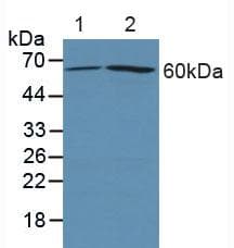 PTGS2 / COX2 / COX-2 Antibody (aa418-589)