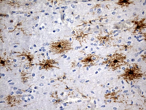 GPR17 Antibody (C-Terminus, clone OTI17C1, Carrier-free)
