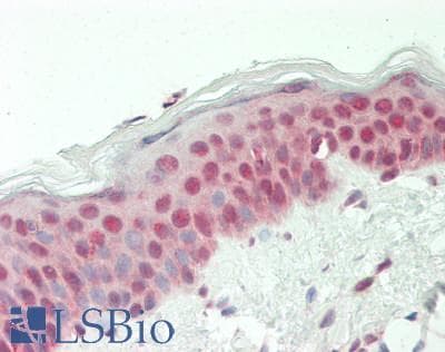 IHC-plus™ ADRM1 Antibody (aa357-407)
