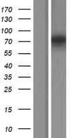 SYN2 / Synapsin II Protein (Over-Expression Lysate Myc-DDK (Flag))
