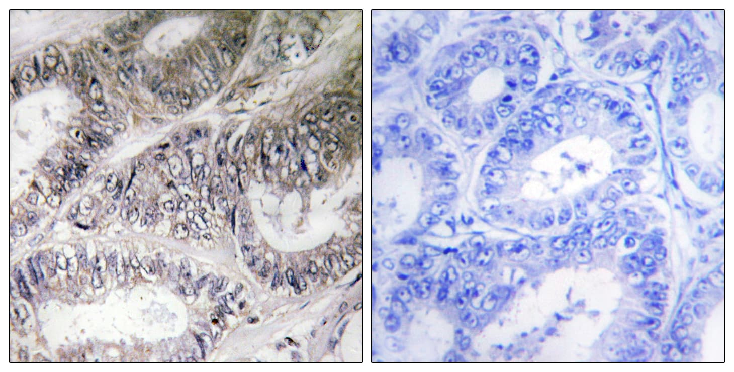 COX19 Antibody (aa10-59)