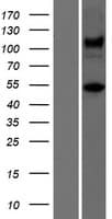 ATXN10 / SCA10 Protein (Over-Expression Lysate Myc-DDK (Flag))