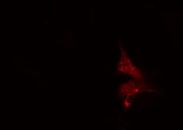 SERGEF Antibody