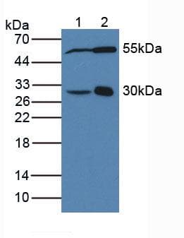 DDAH2 Antibody (aa31-265, PE)