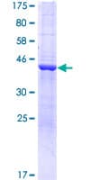 Human DYNC2LI1 / D2LIC Protein (Recombinant GST)