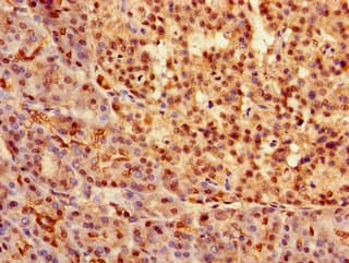 SOX9 Antibody