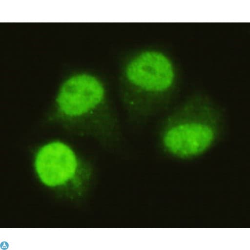 SMAD5 Antibody
