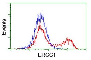 ERCC1 Antibody (clone OTI5E6)