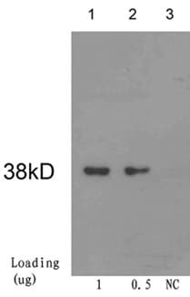 Cre Recombinase Antibody (clone 1D8H3)