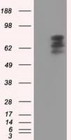 PDE4A / PDE4 Antibody (clone OTI1F5)
