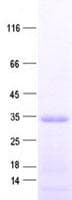 Human ART1 /CD296 Protein (Recombinant His, N-Terminal)