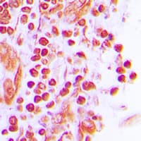 JUNB / JUN-B Antibody (C-Terminus)