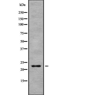 CBX3 / HP1 Gamma Antibody
