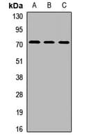 SCFD1 / SLY1 Antibody