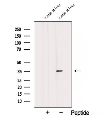 STX7 / Syntaxin 7 Antibody