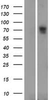 SLC6A16 Protein (Over-Expression Lysate Myc-DDK (Flag))
