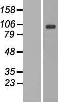 DNAJC6 Protein (Over-Expression Lysate Myc-DDK (Flag))