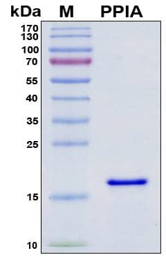 Human PPIA / Cyclophilin A Protein (Recombinant His, N-Terminal)