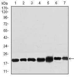RPL18A Antibody (aa50-176, clone 6G6G10)