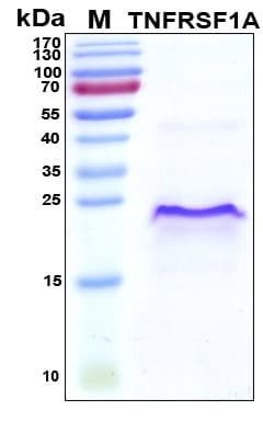 Human TNFRSF1A / TNFR1 Protein (Recombinant His, N-Terminal)