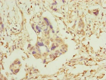 Polyclonal Rabbit anti-Human TOMM34 Antibody (IHC, WB)