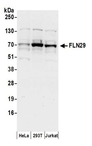 TRAFD1 / FLN29 Antibody (aa1-50)