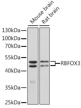 RBFOX3 / NEUN Antibody
