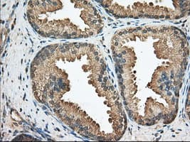 BCL10 / BCL-10 Antibody (clone OTI4A8, Carrier-free)