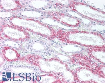 IHC-plus™ BTN3A1 / CD277 Antibody
