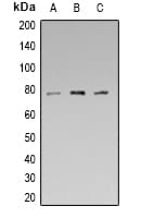 SYN1 / Synapsin 1 Antibody (phospho-Ser553)