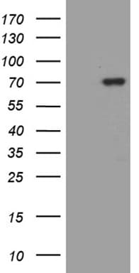 MSL2 Antibody (clone OTI6C10)