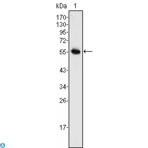 NEUROG3 / NGN3 / Neurogenin 3 Antibody