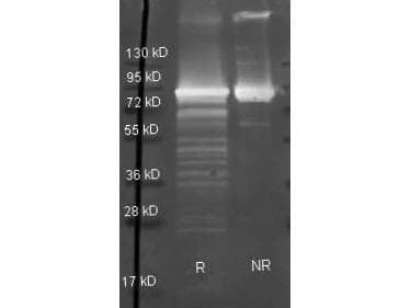Polyclonal Goat anti-E. coli Maltose Phosphorylase Antibody (WB)