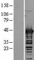 Aspartate Aminotransferase Protein (Over-Expression Lysate Myc-DDK (Flag))
