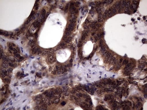UFD1L Antibody (clone OTI7C9)