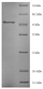 Wheat Glutenin, high molecular weight subunit PC237 Protein (Recombinant 6His-SUMO, N-terminus)