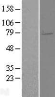 ELL2 Protein (Over-Expression Lysate Myc-DDK (Flag))
