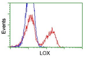 LOX / Lysyl Oxidase Antibody (clone OTI3C3)