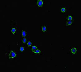 TANK2 / TNKS2 Antibody