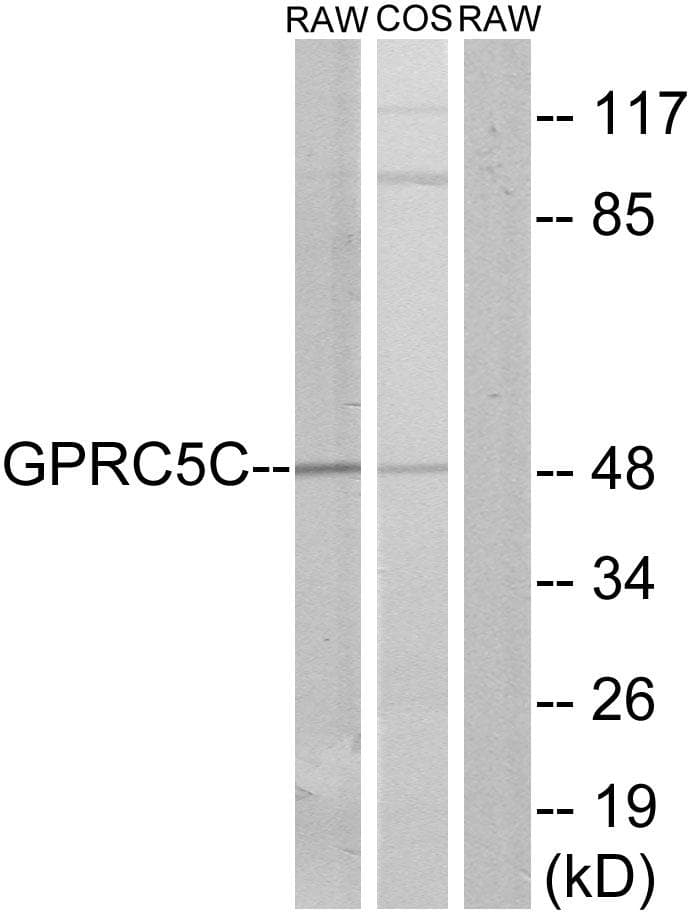 Polyclonal Rabbit anti-Human GPRC5C Antibody (WB)