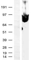 MZF / MZF1 Protein (Over-Expression Lysate Myc-DDK (Flag))