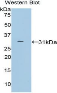 GDF11 / GDF-11 Antibody (aa105-341, Biotin)