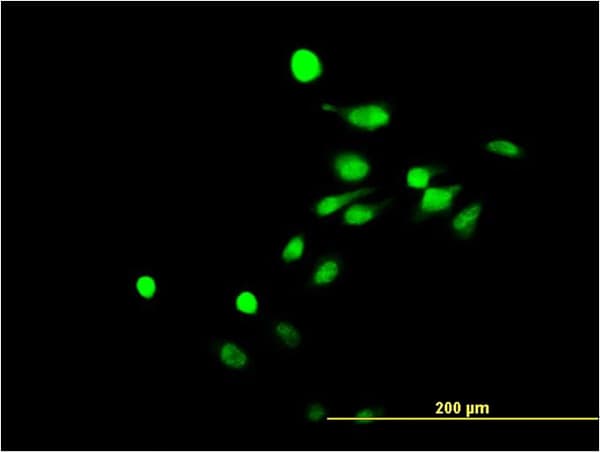Monoclonal Mouse anti-Human Nor-1 / NR4A3 Antibody (clone 1E9, IF, WB)