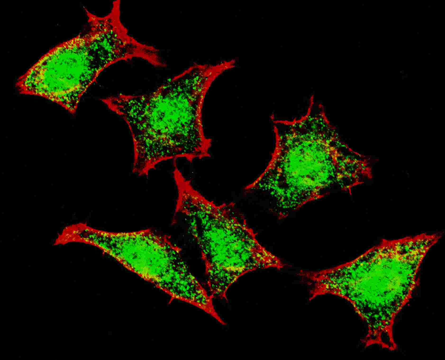 NPR3 Antibody (aa67-97)